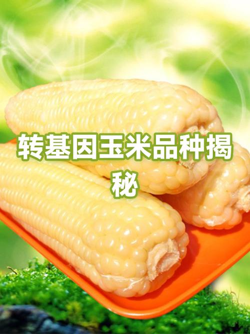 软玉米是不是转基因缩略图