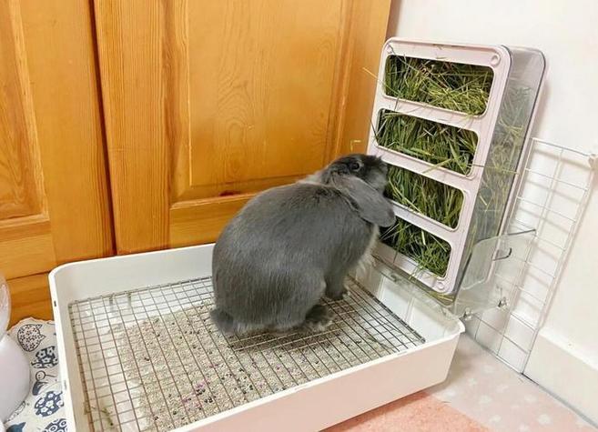 兔兔兔测评缩略图