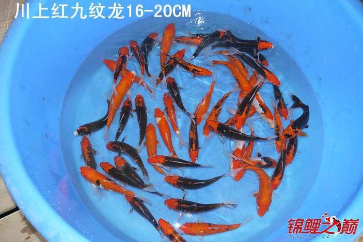 红九锦鲤缩略图