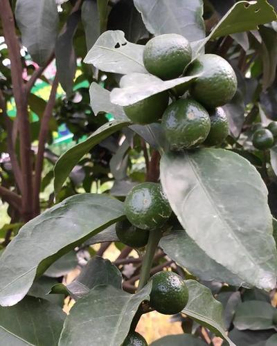 橘子生长环境缩略图