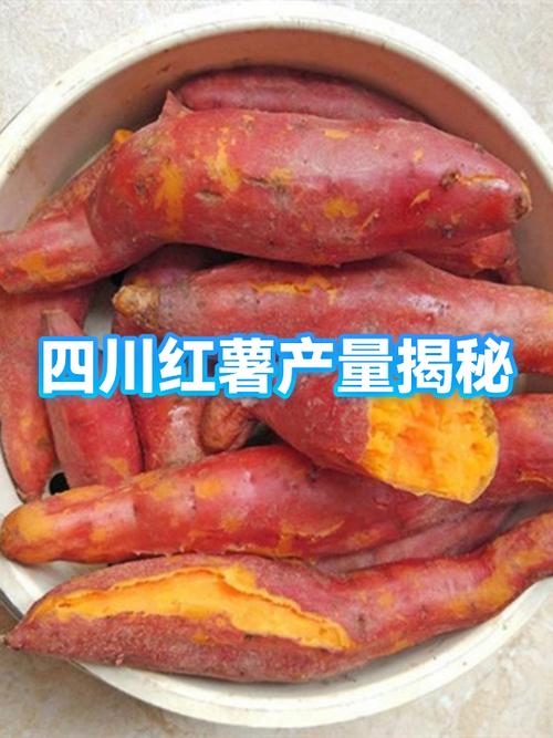 全国最好吃红薯排名图标
