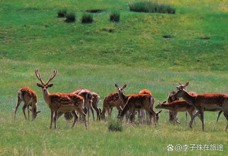 中国可以养鹿吗缩略图