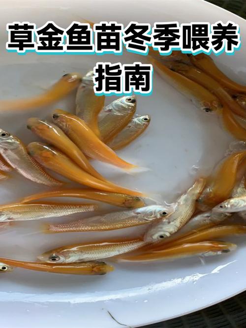 草金鱼吃小鱼么缩略图