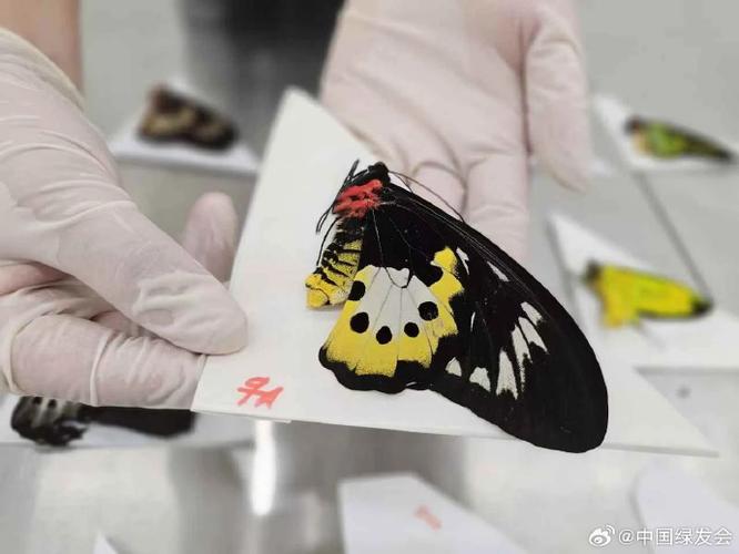 蝴蝶之殇缩略图