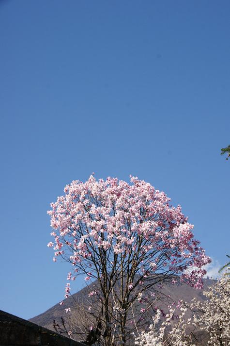 一棵树一棵草一棵花游戏截图