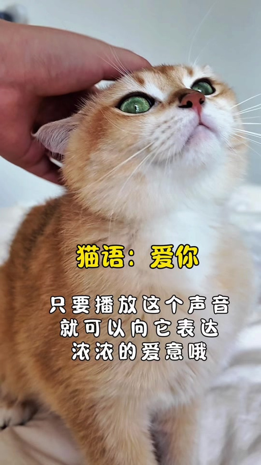 小猫叫声吸引猫缩略图