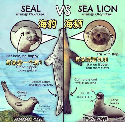 海狮和海豹的区别缩略图