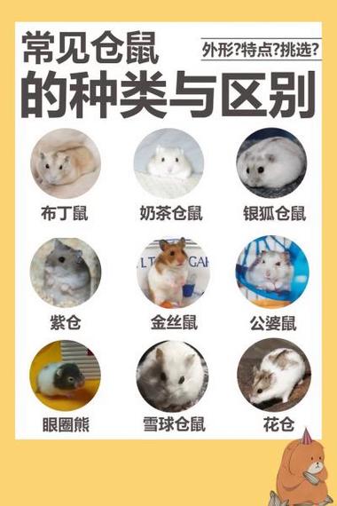 仓鼠一般养几只最好缩略图