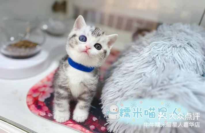 美短起司猫的优缺点图标