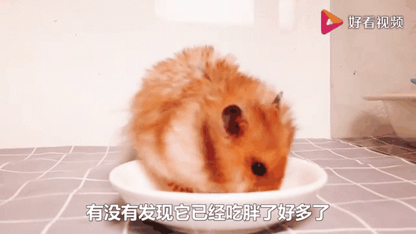 仓鼠吃猪肉吗游戏截图