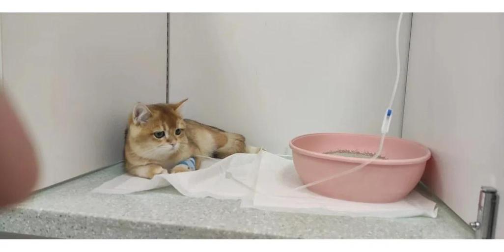 猫腿上有凸起的硬块缩略图