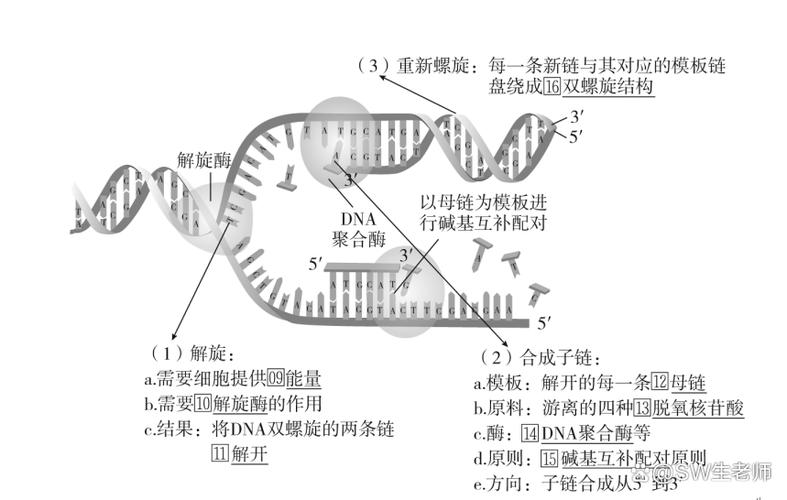 dna复制条件缩略图