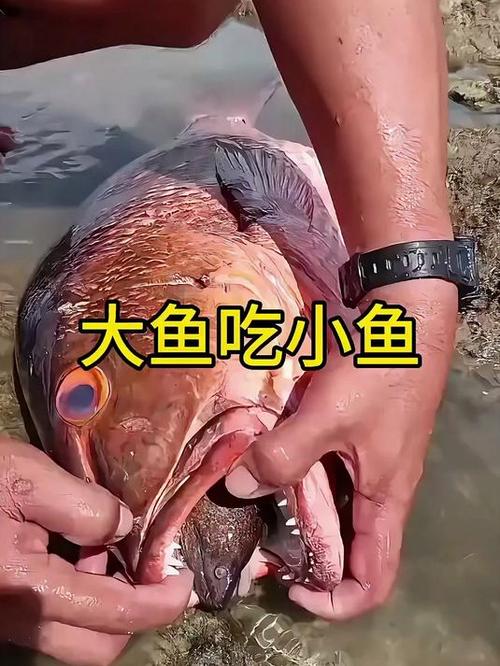 小鱼吃大鱼的游戏缩略图