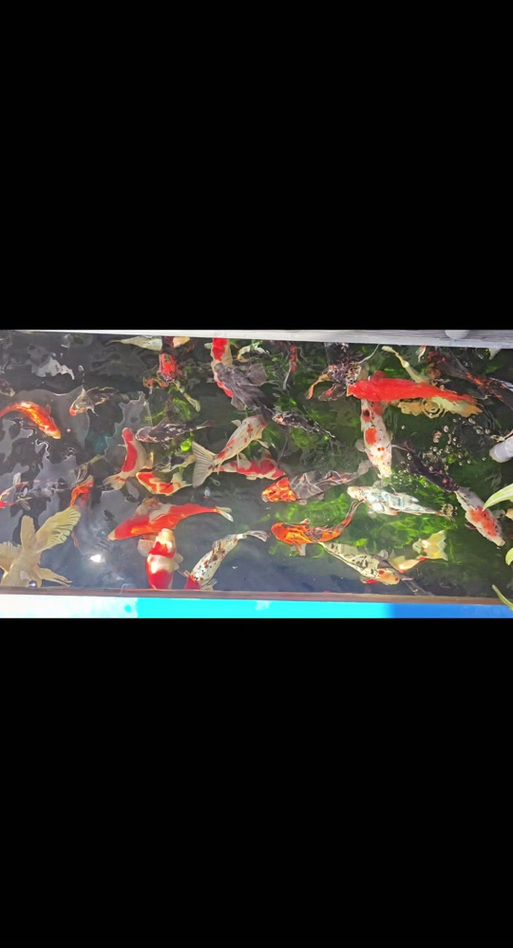 锦鲤长尾纯还是短尾纯缩略图