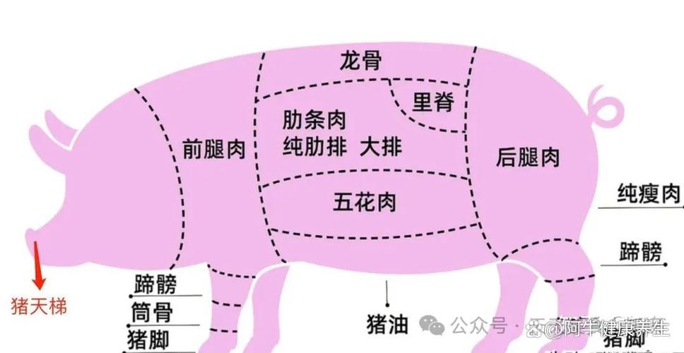 猪黄金六两肉准确位置缩略图