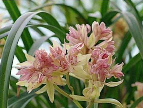 花中花属于什么档次缩略图