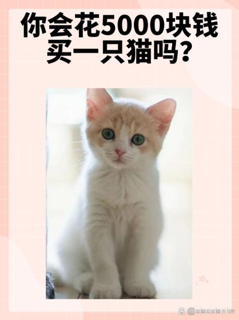 猫咪在哪个平台买比较好缩略图