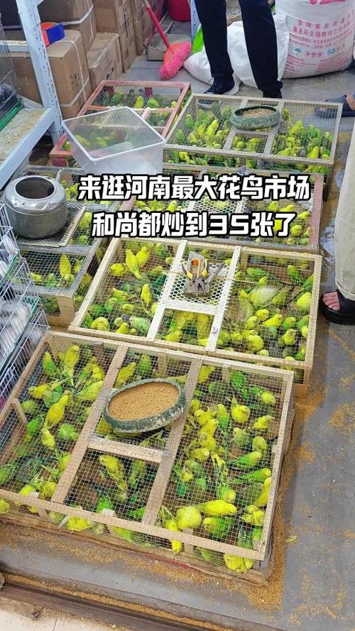 花鸟市场买鸟缩略图