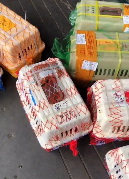 顺丰快递邮寄宠物多少钱游戏截图