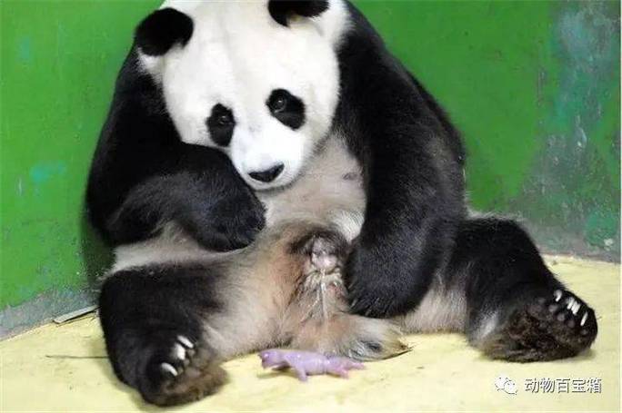 大熊猫的繁殖特点缩略图