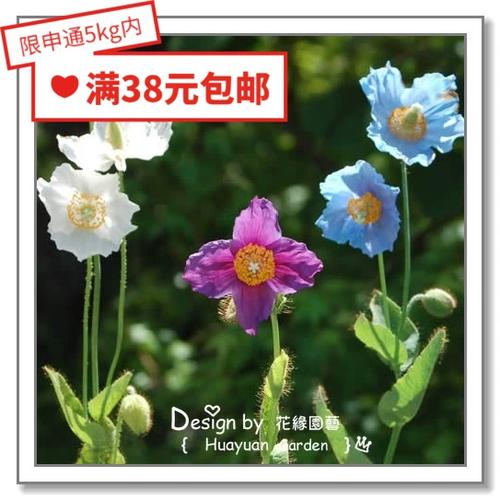 花缘缩略图