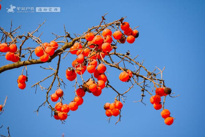 小柿子app改名后叫什么缩略图