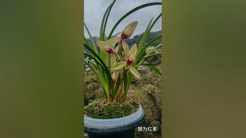 春剑兰花图片缩略图