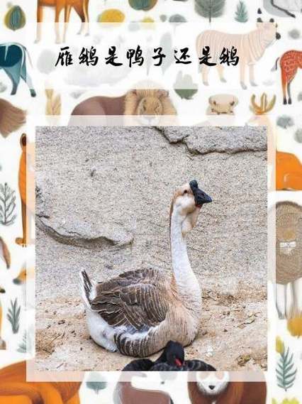 鸭子是一个还是一只缩略图