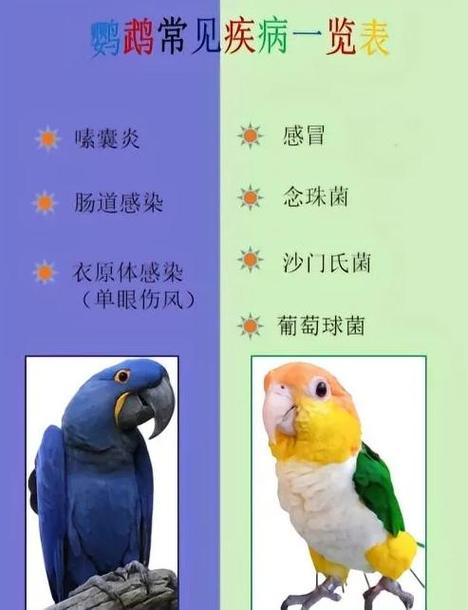 鹦鹉生病的治疗方法缩略图
