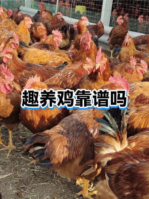 活禽交易平台app缩略图