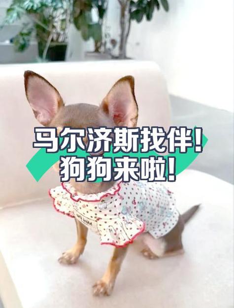 狗狗需要找个伴吗游戏截图