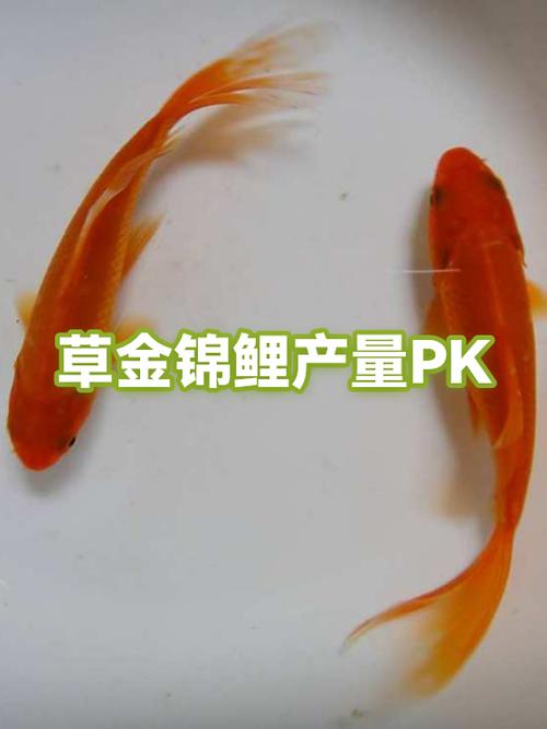 锦鲤赚钱吗缩略图