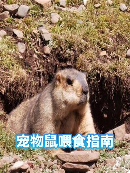 什么鼠类适合当宠物养缩略图