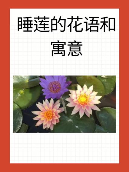 荷花的花语寓意缩略图