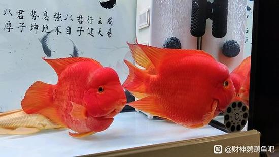 鹦鹉财神鱼的寿命缩略图
