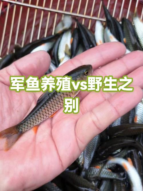 军鱼为何不建议养游戏截图