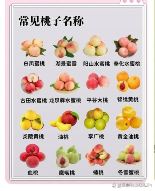 桃子有几种类型缩略图