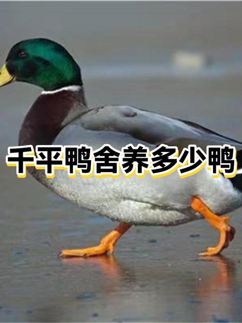 养鸭子一般养几只游戏截图