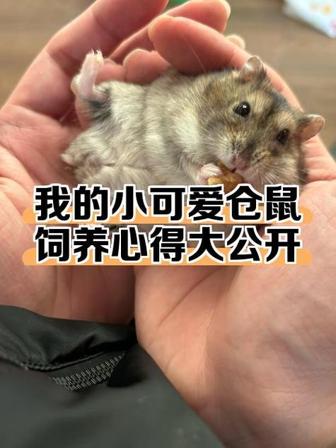 家里养仓鼠对孩子健康有危害吗游戏截图