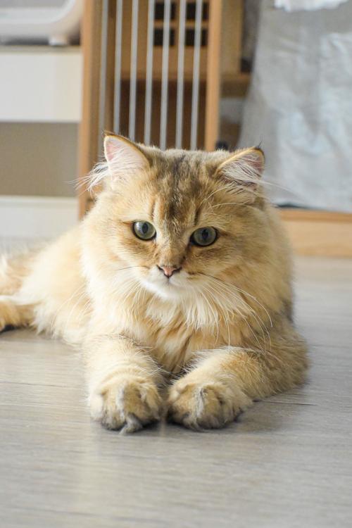 猫咪官方官网app下载缩略图