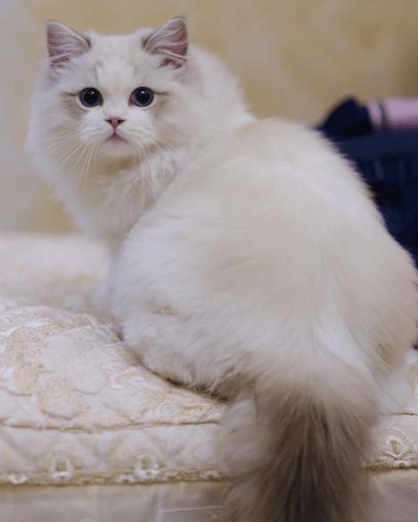宠物猫布偶猫缩略图