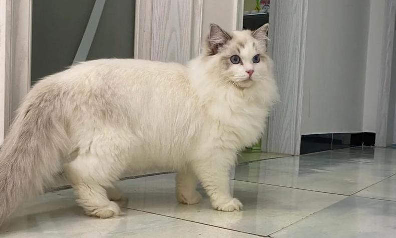 双色布偶猫缩略图