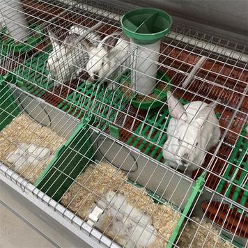 兔子笼子养几只兔子缩略图