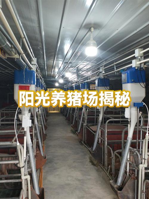 阳光养猪场赚钱缩略图