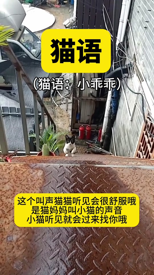 母猫吸引小猫的叫声mp3游戏截图