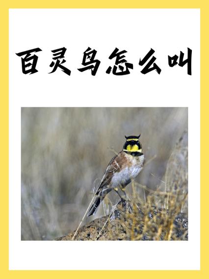 百灵鸟辅助2.0缩略图