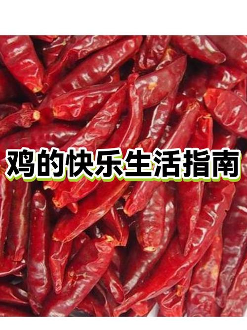 欢乐养鸡场真的能赚钱吗缩略图