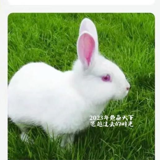 兔子会听懂人话吗缩略图
