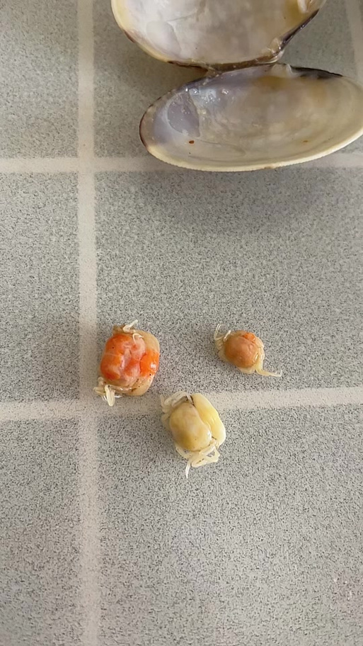 小螃蟹能全吃吗缩略图