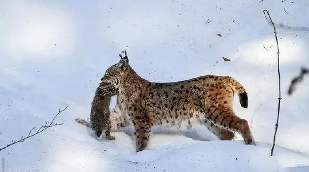 猞猁与狼打架缩略图